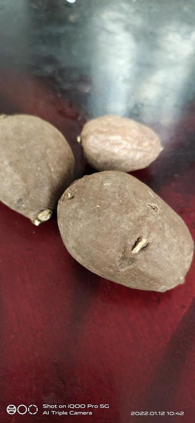 长期供应金果榄