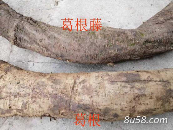 现找现挖的新鲜整根的葛根 现找现挖的新鲜整根的葛根