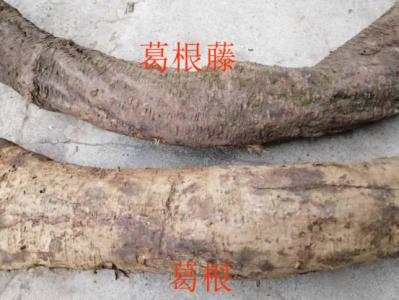 现找现挖的新鲜整根的葛根