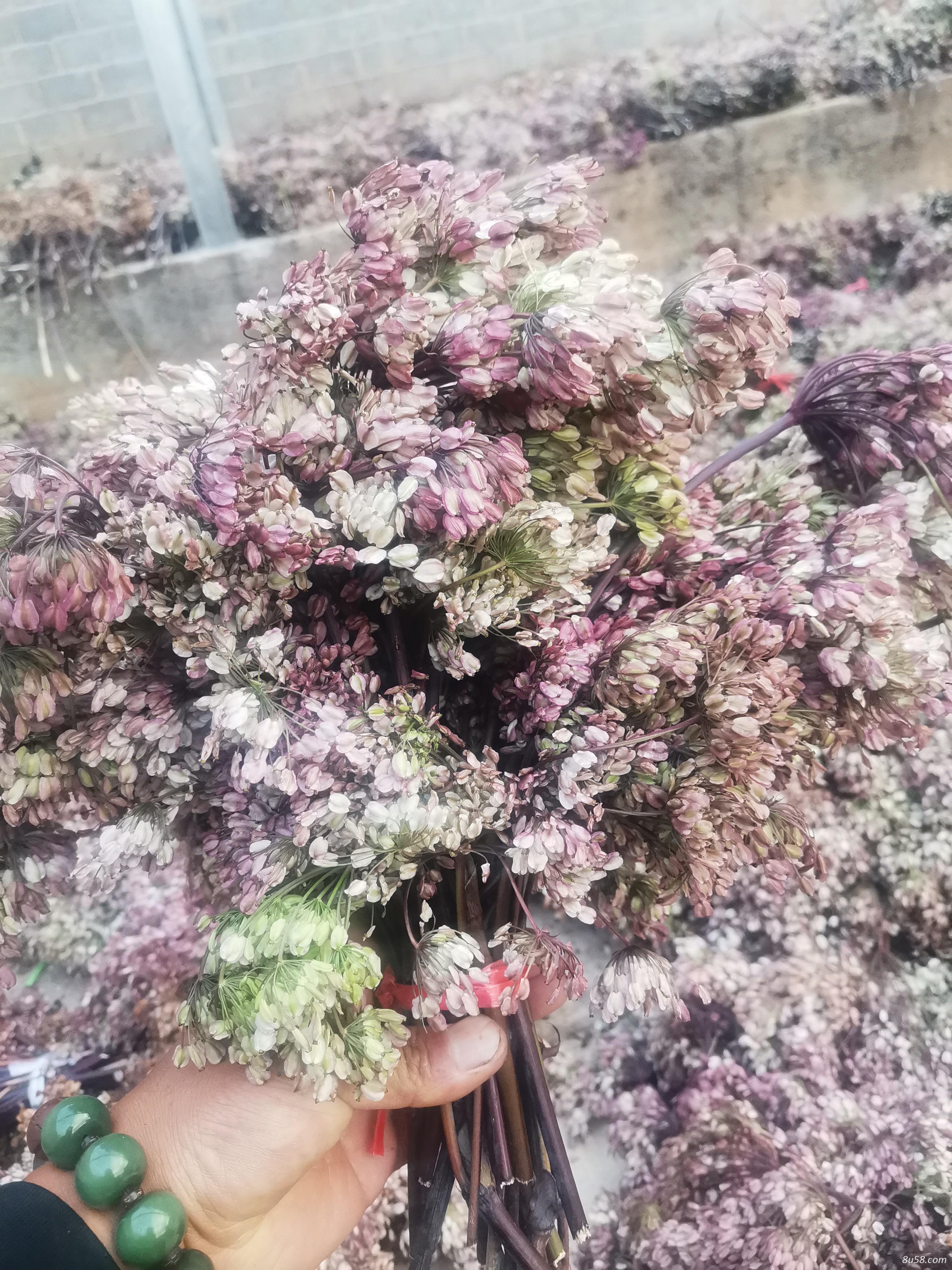 当归种子 当归籽甘肃产地直销 当归种子 当归籽甘肃产地直销
