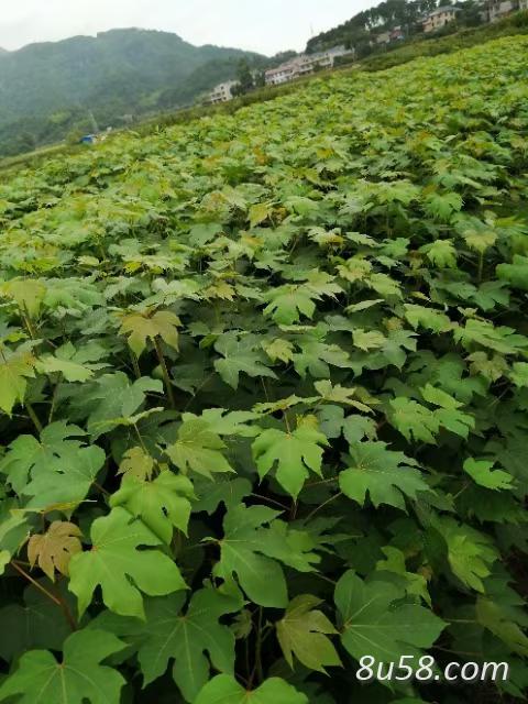 大量批发千年桐油苗