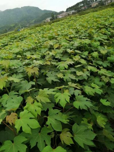 大量批发千年桐油苗