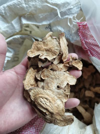 福建乡村老农手工晒白术干片