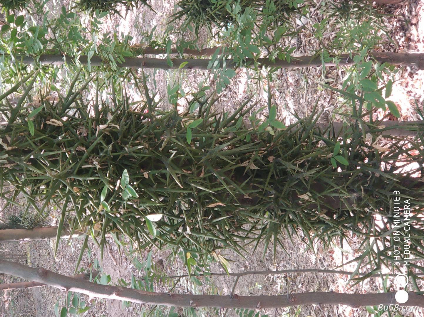 皂角刺天丁基地 颜色正 个大 有货 皂角刺天丁基地 颜色正 个大 有货