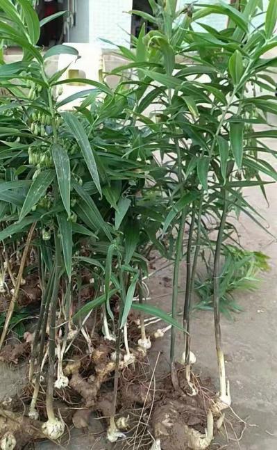 猫儿姜黄精自家种植产品