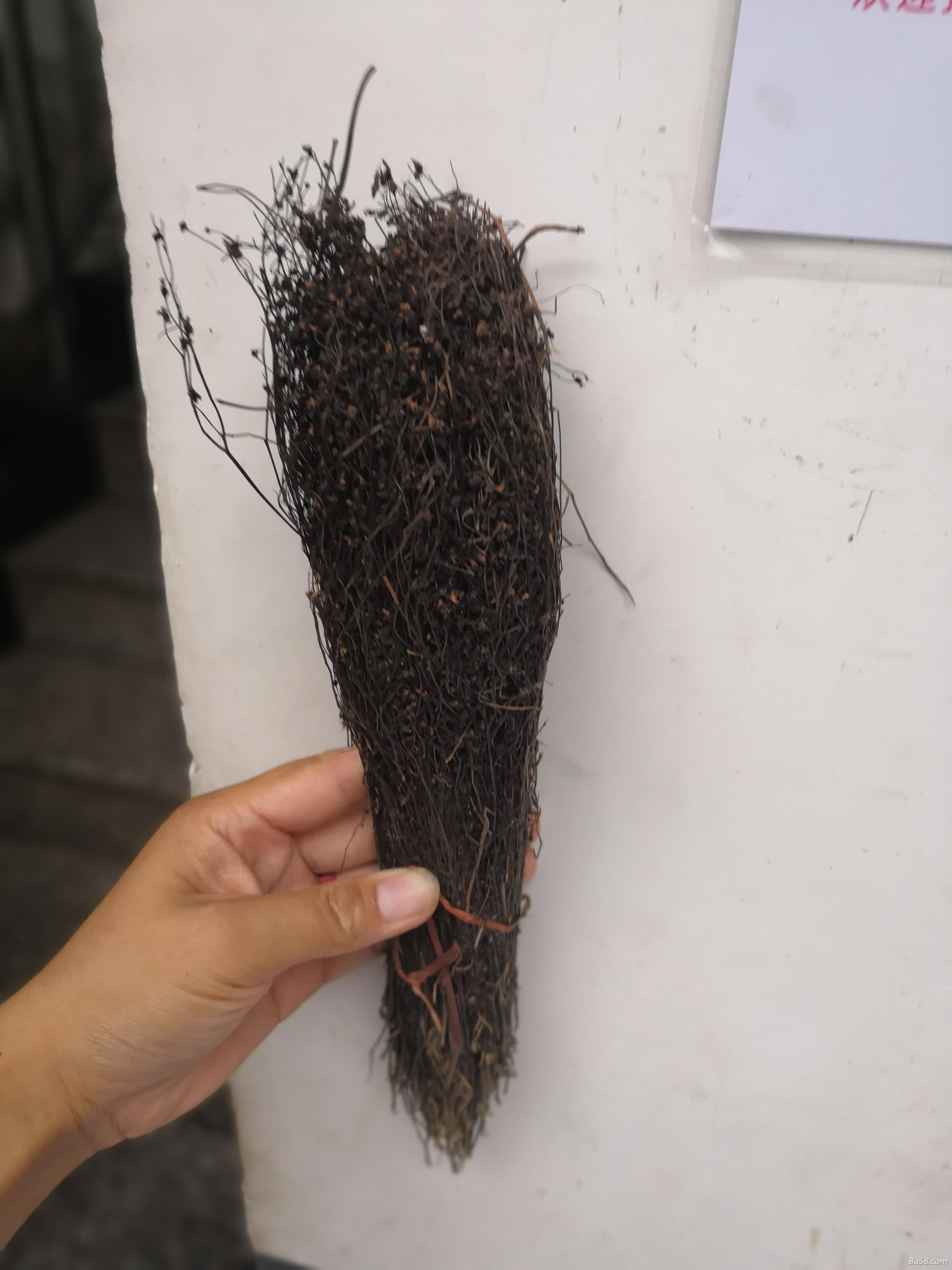 供应毛膏菜毛膏菜批发零售