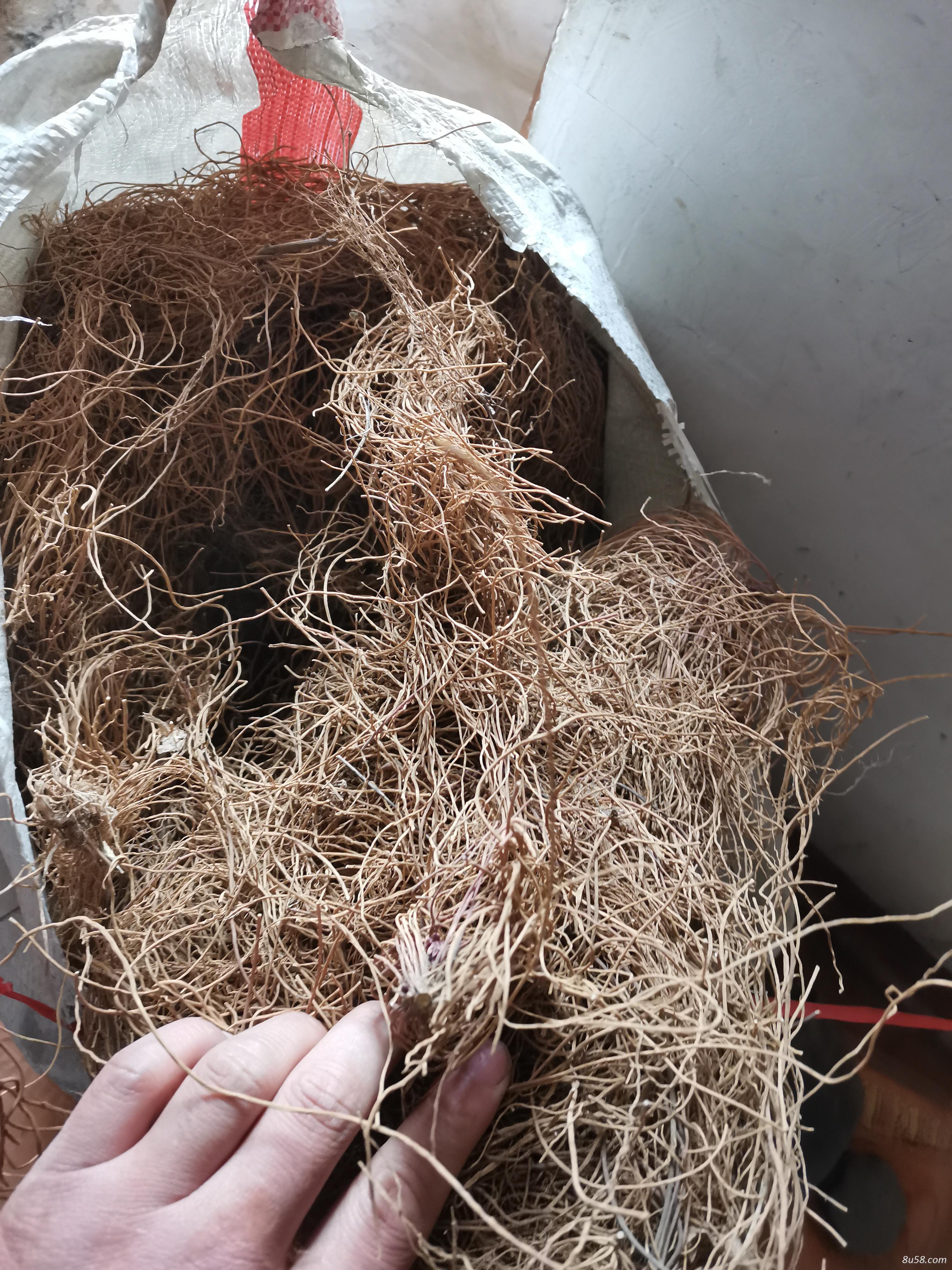 山东白薇种植户