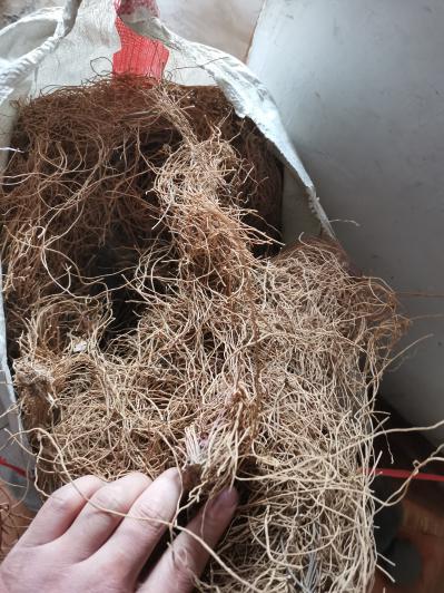 山东白薇种植户