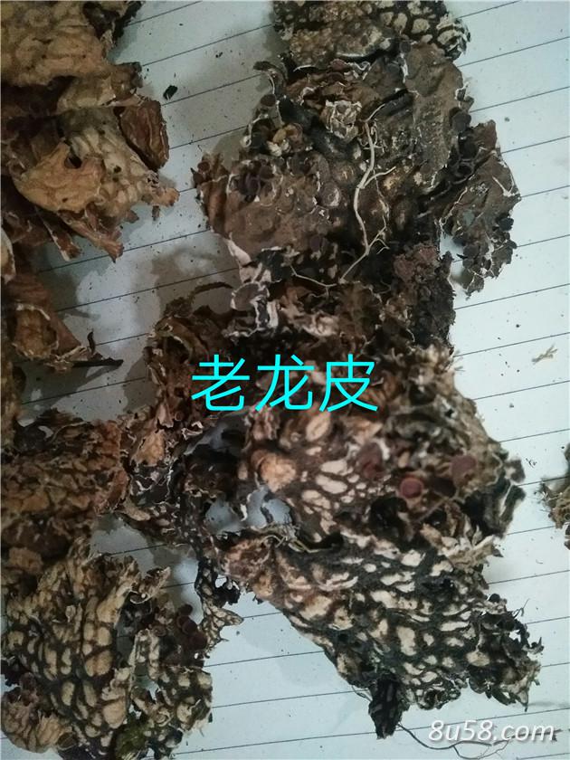 出售老龙皮老龙皮产地价格批发零售