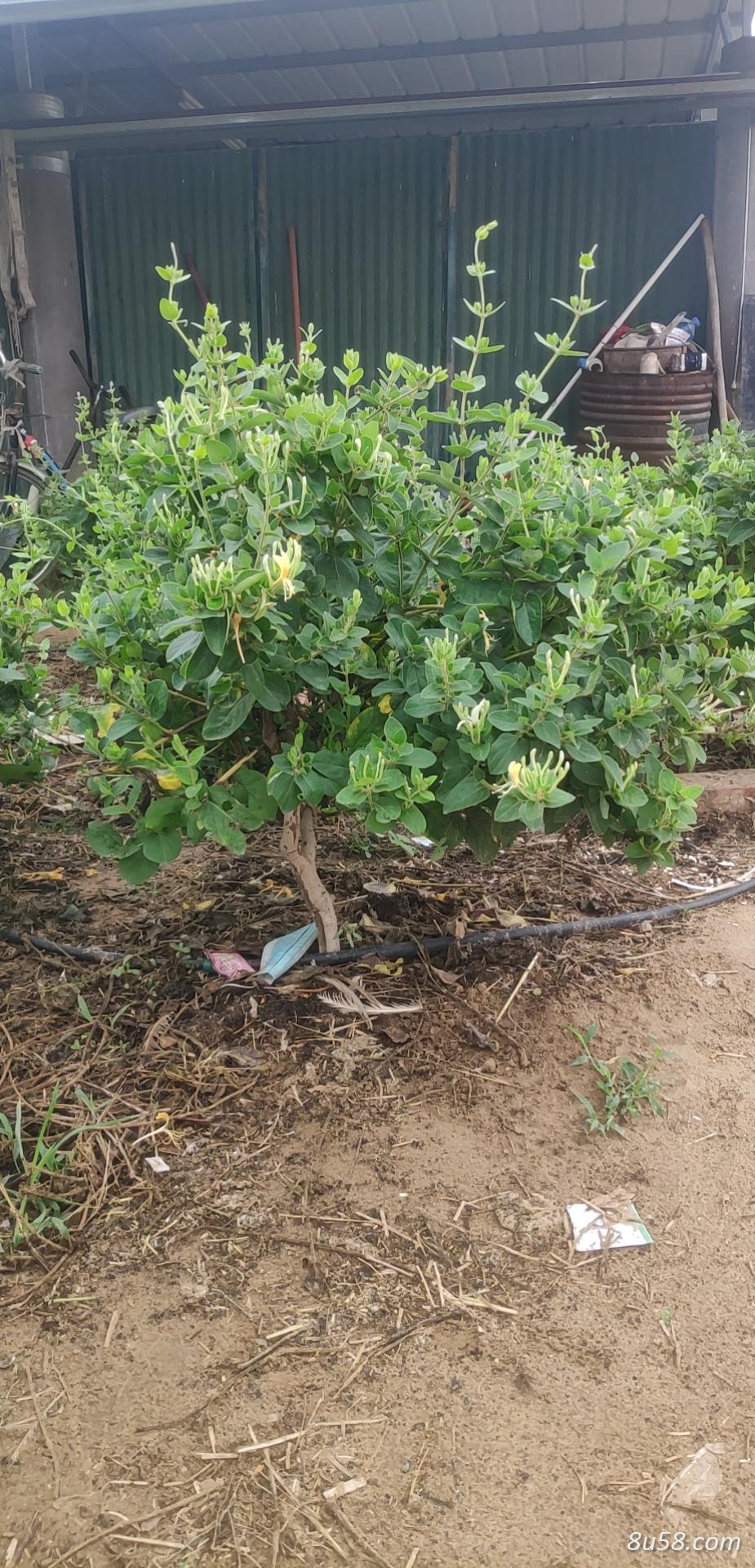 四季金银花苗