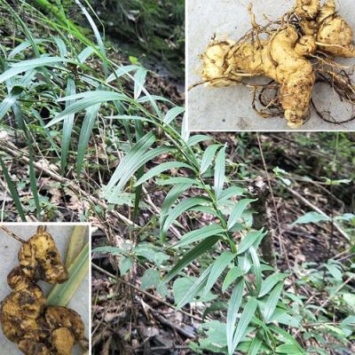 纯野生黄精种苗，深山成长，现挖现发。