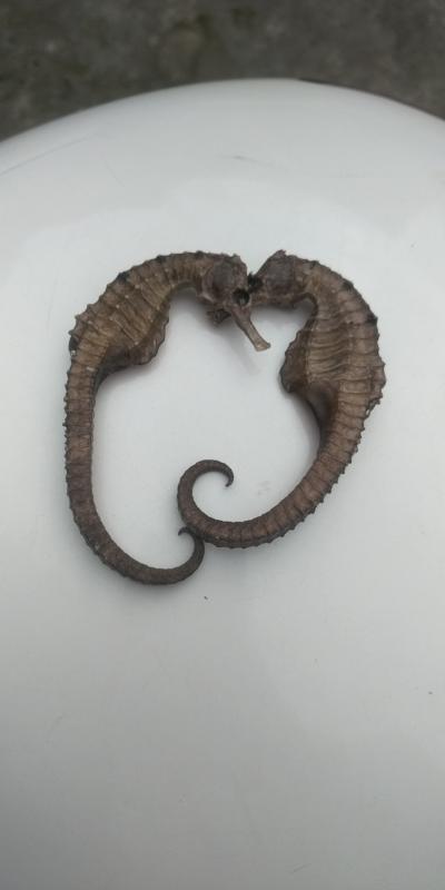 海马干