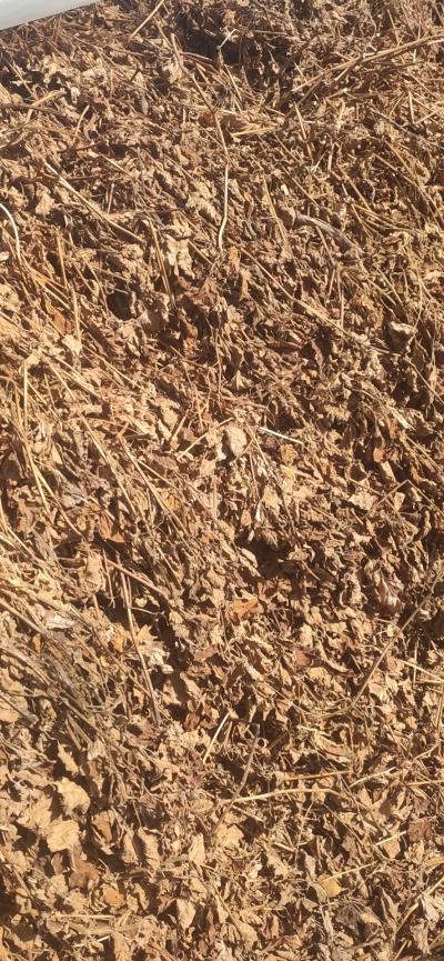 长期供应广藿香
