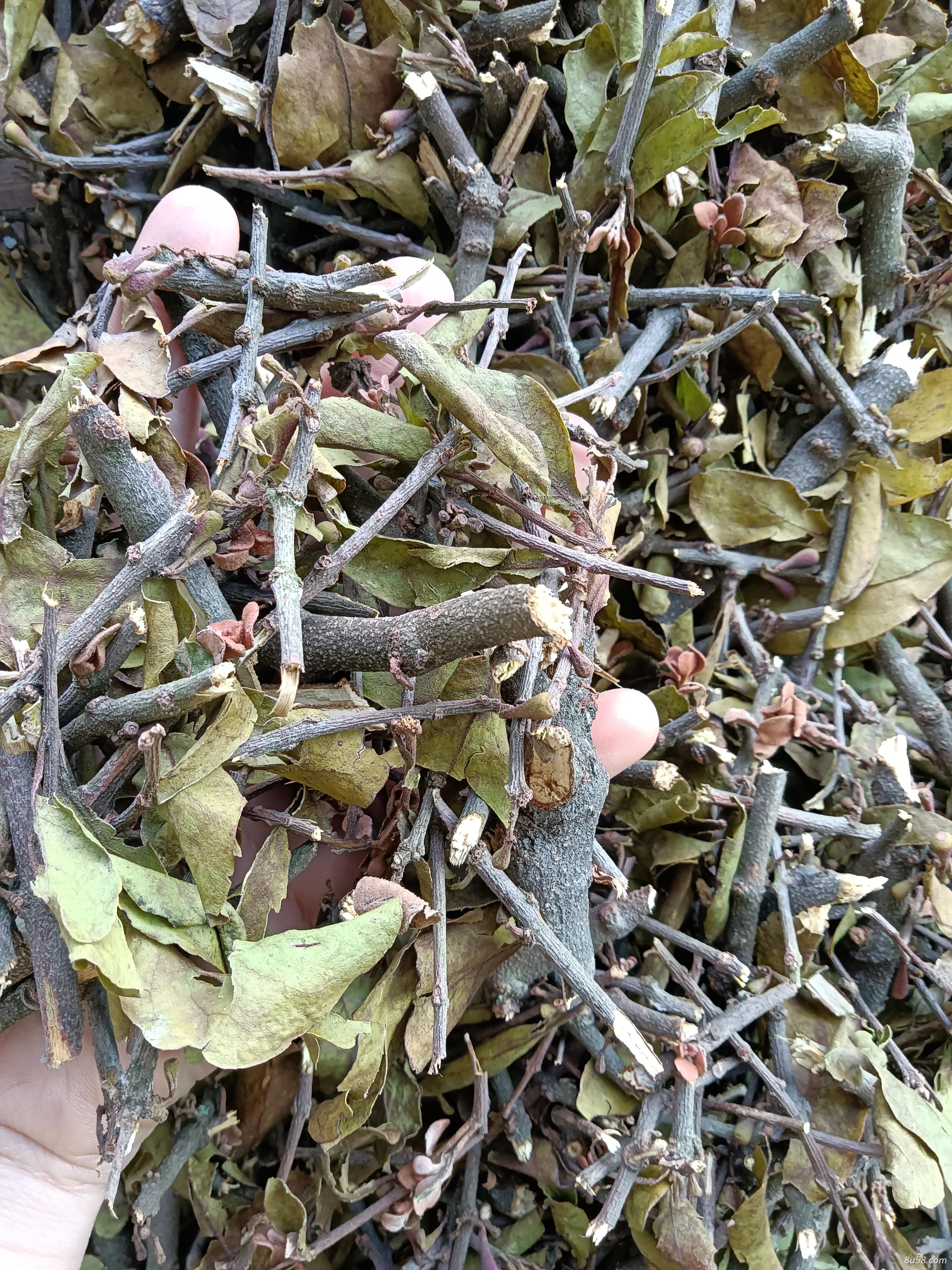 出售杜仲槲树构树寄生
