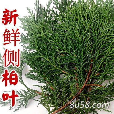 出售侧柏叶