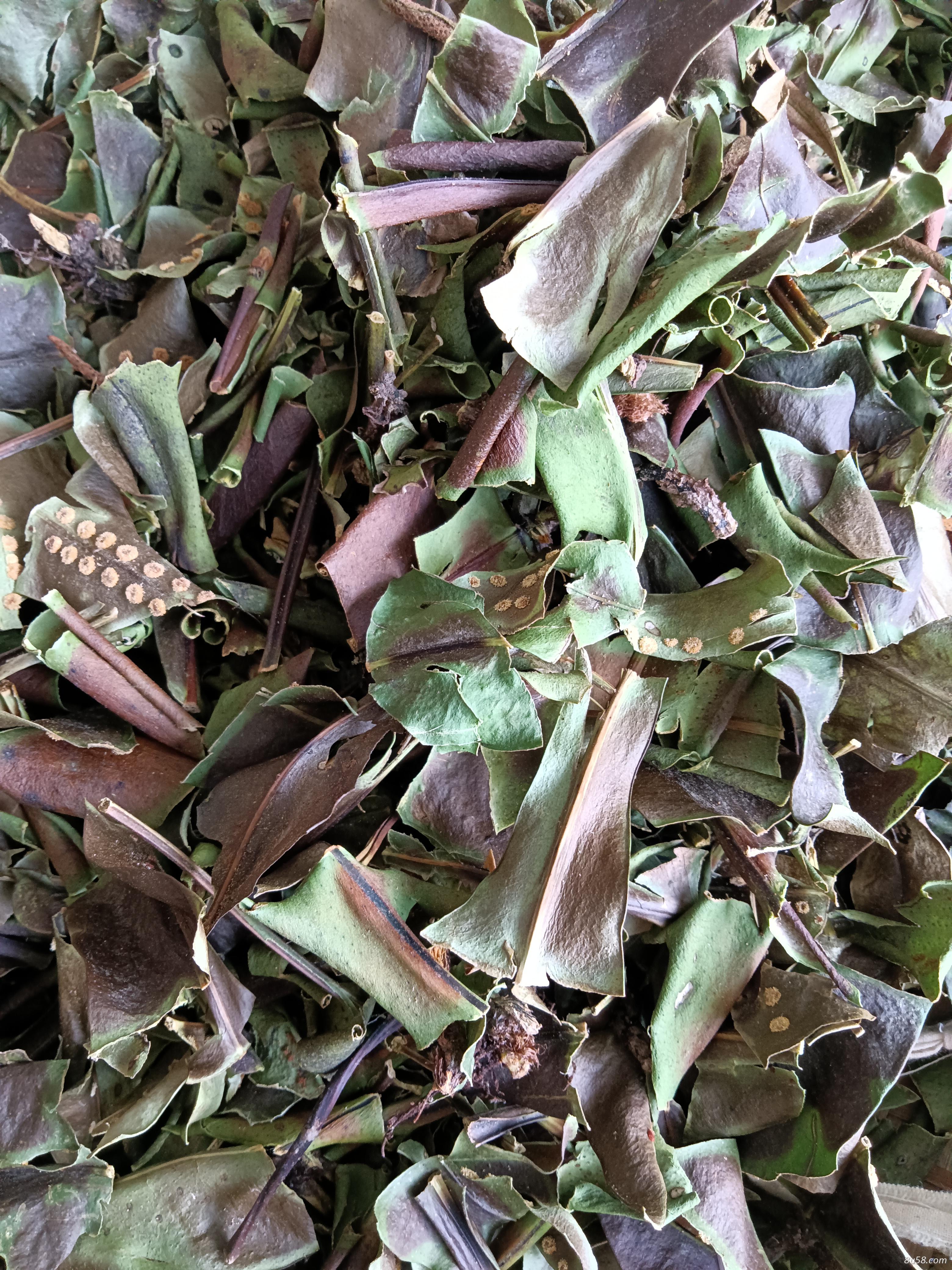 大小叶石苇