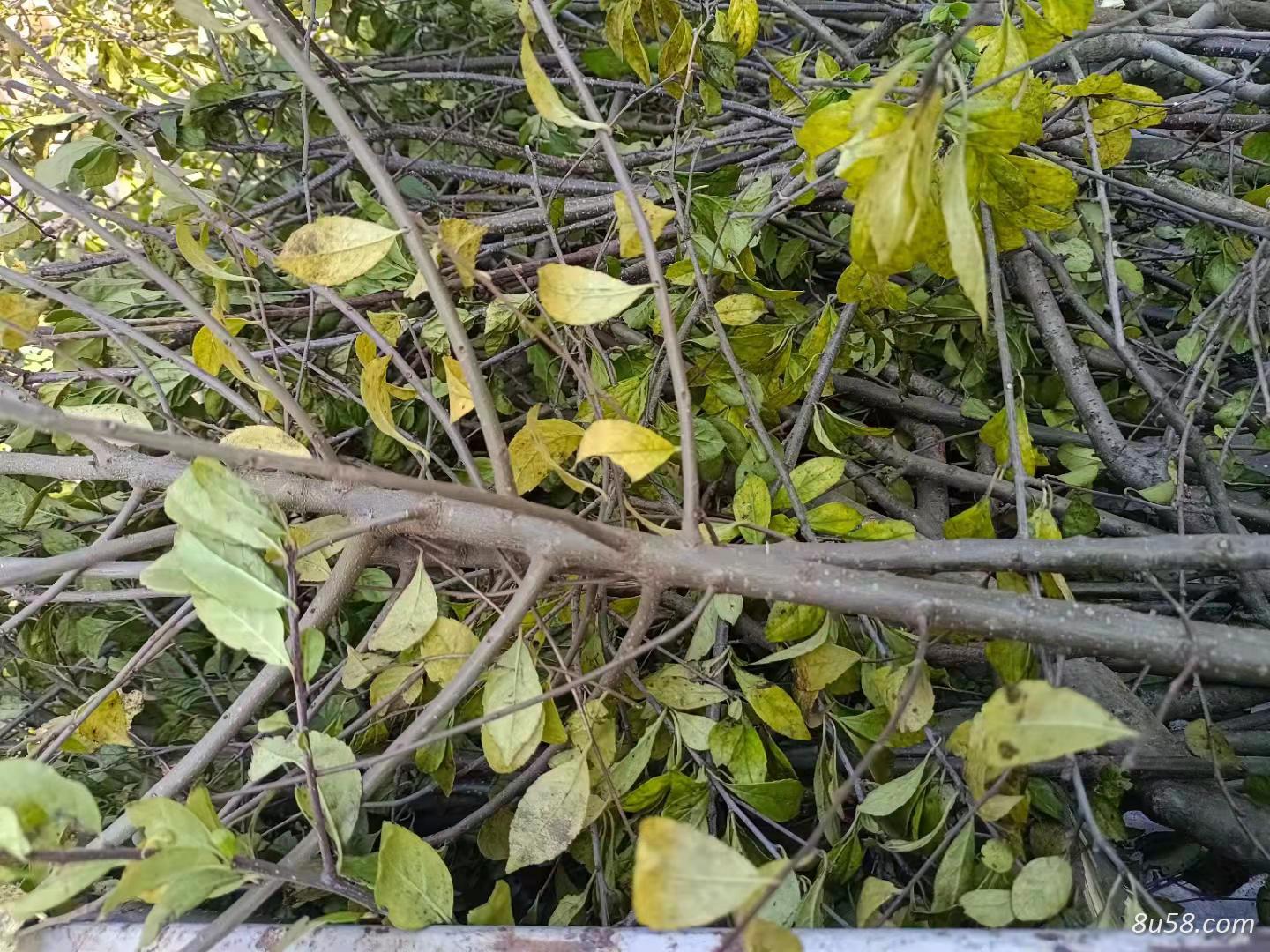 供应岗梅
