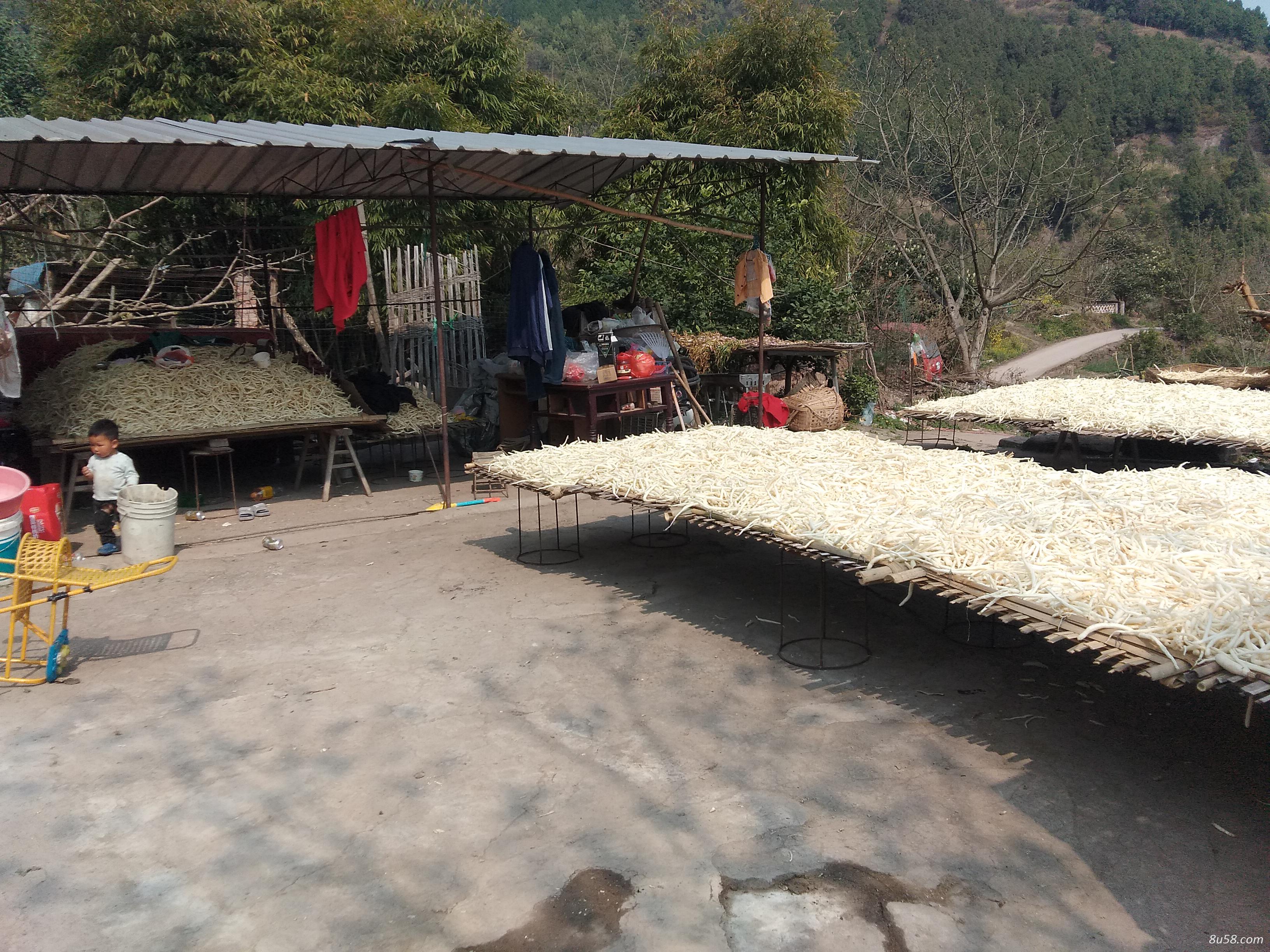 成都金堂县炮台山川明参