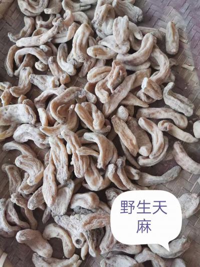 甘肃康县天麻