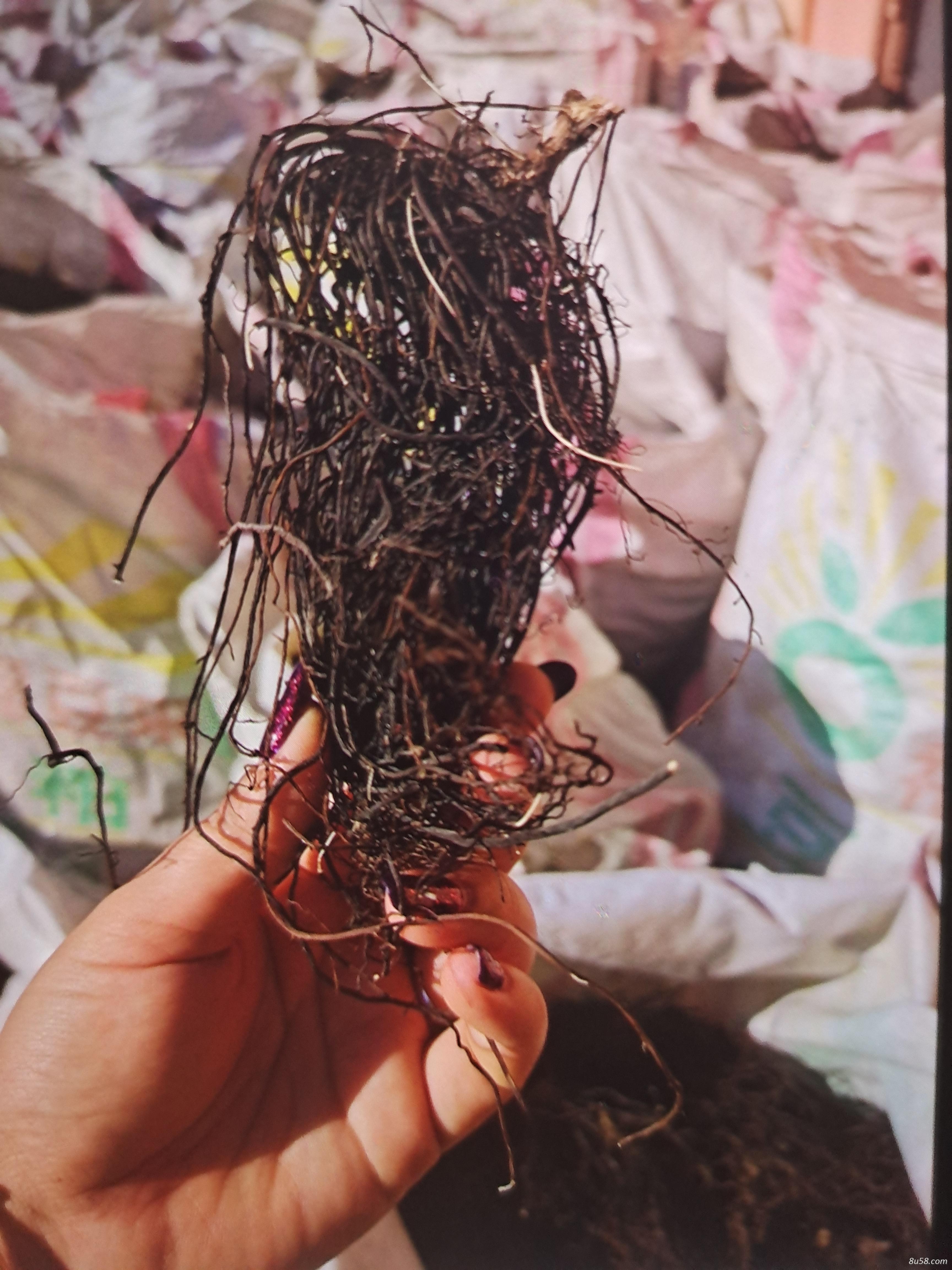 纯野生威灵仙水洗通货