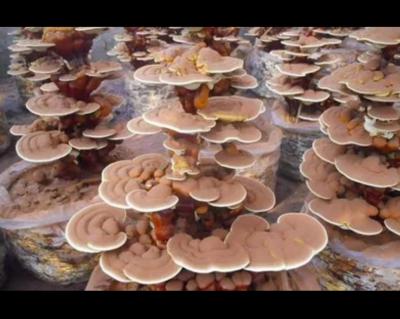 灵芝，以及灵芝孢子粉