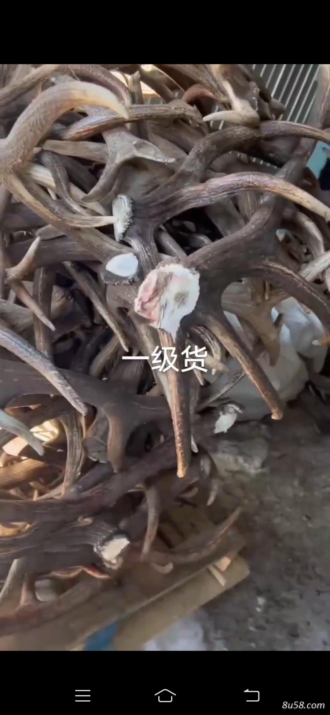 俄罗斯马鹿角