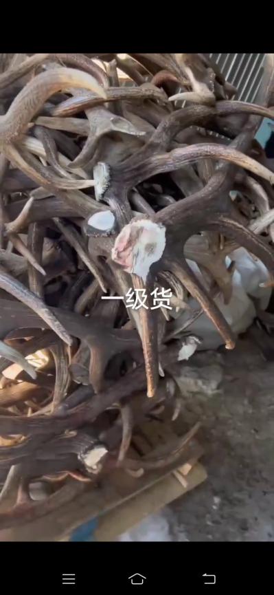 俄罗斯马鹿角