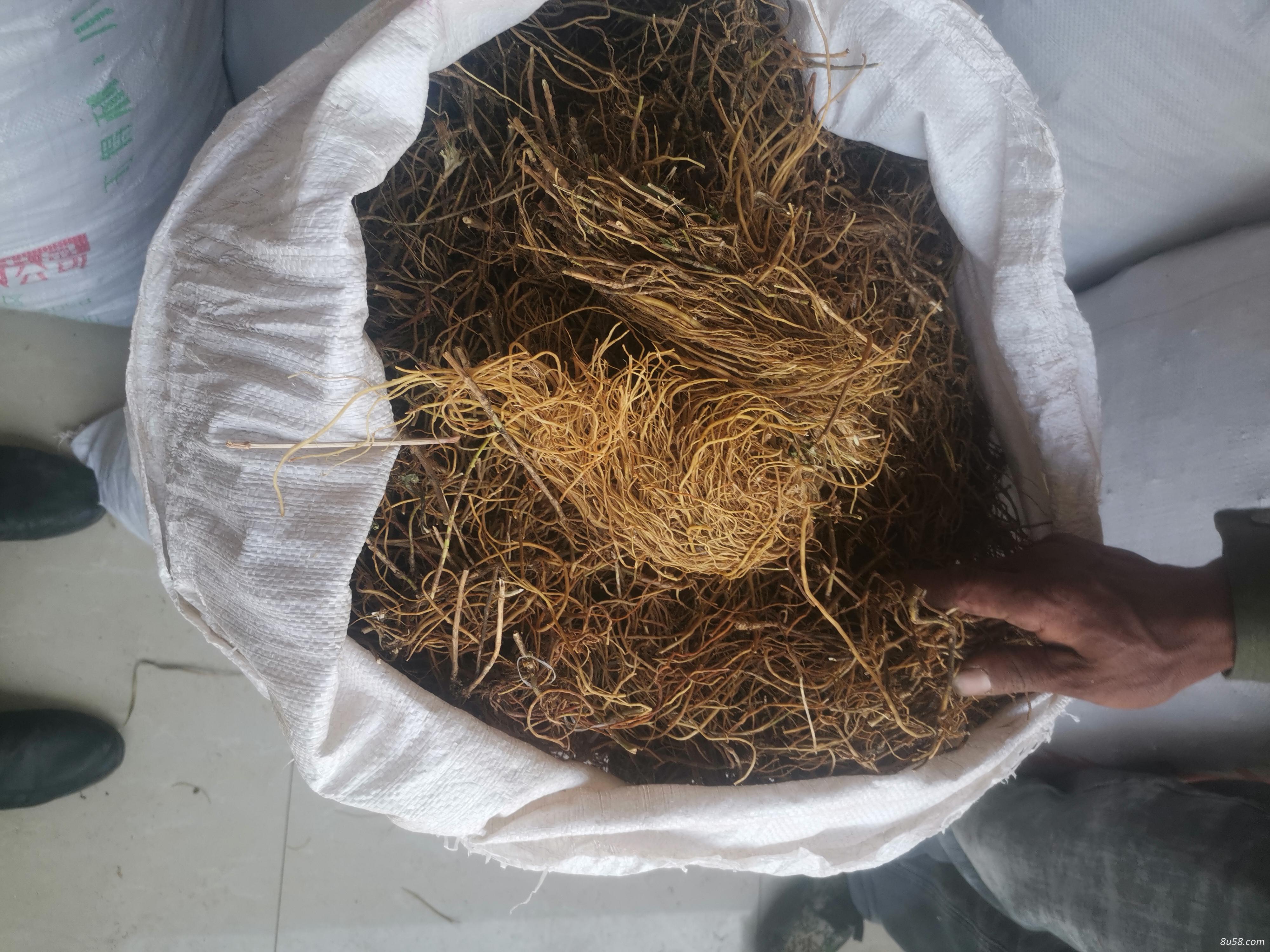 龙胆草种植