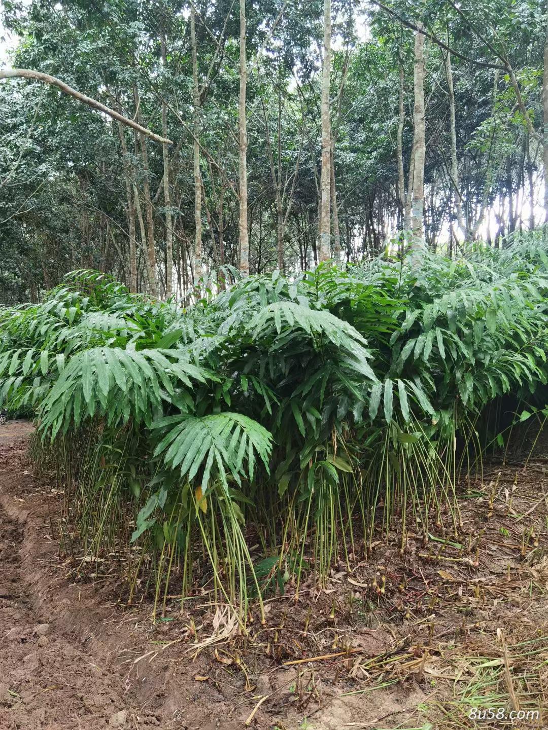 阳春砂仁苗 阳春砂仁苗