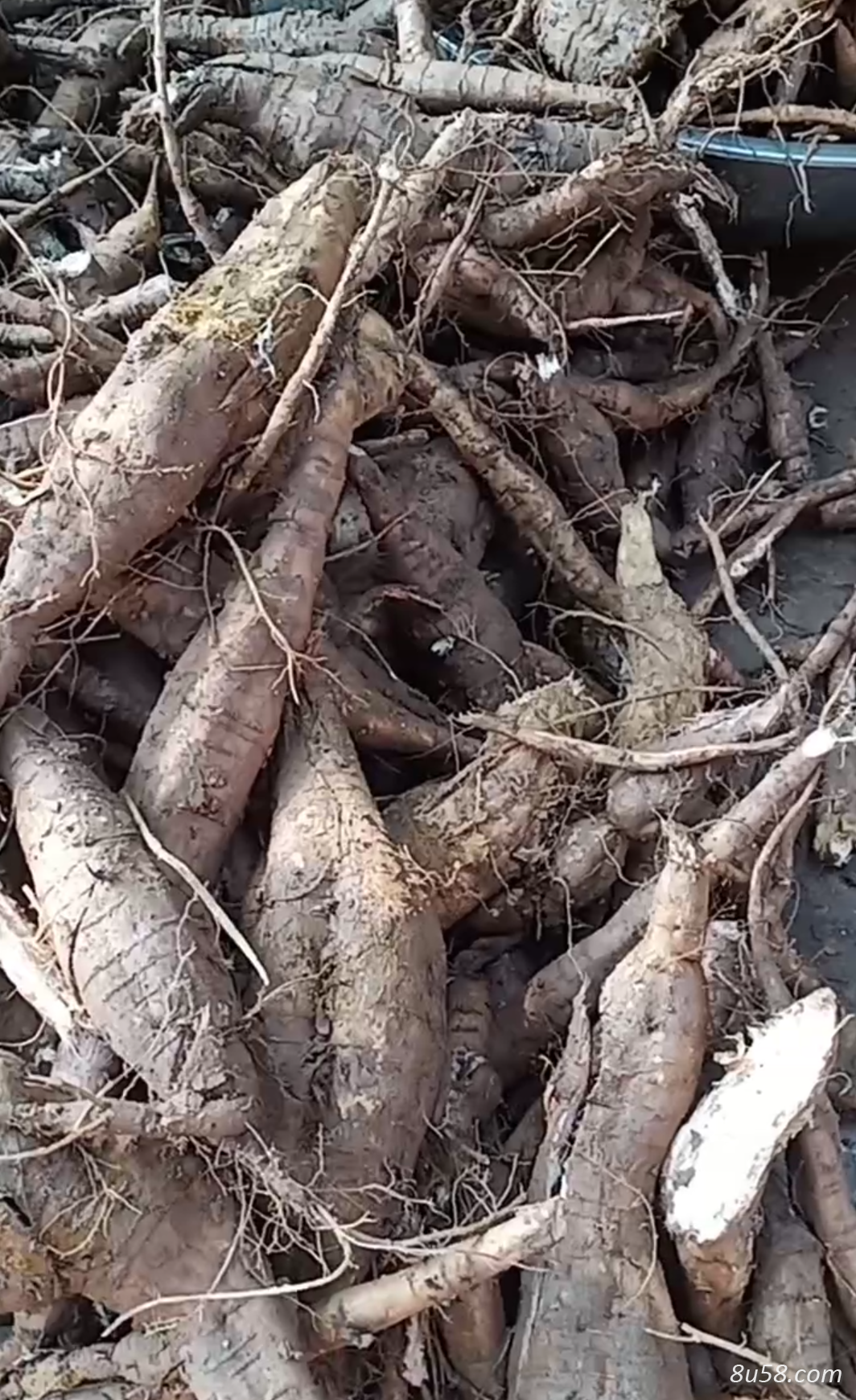 鲜葛根