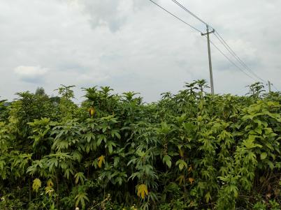 五指毛桃鲜货