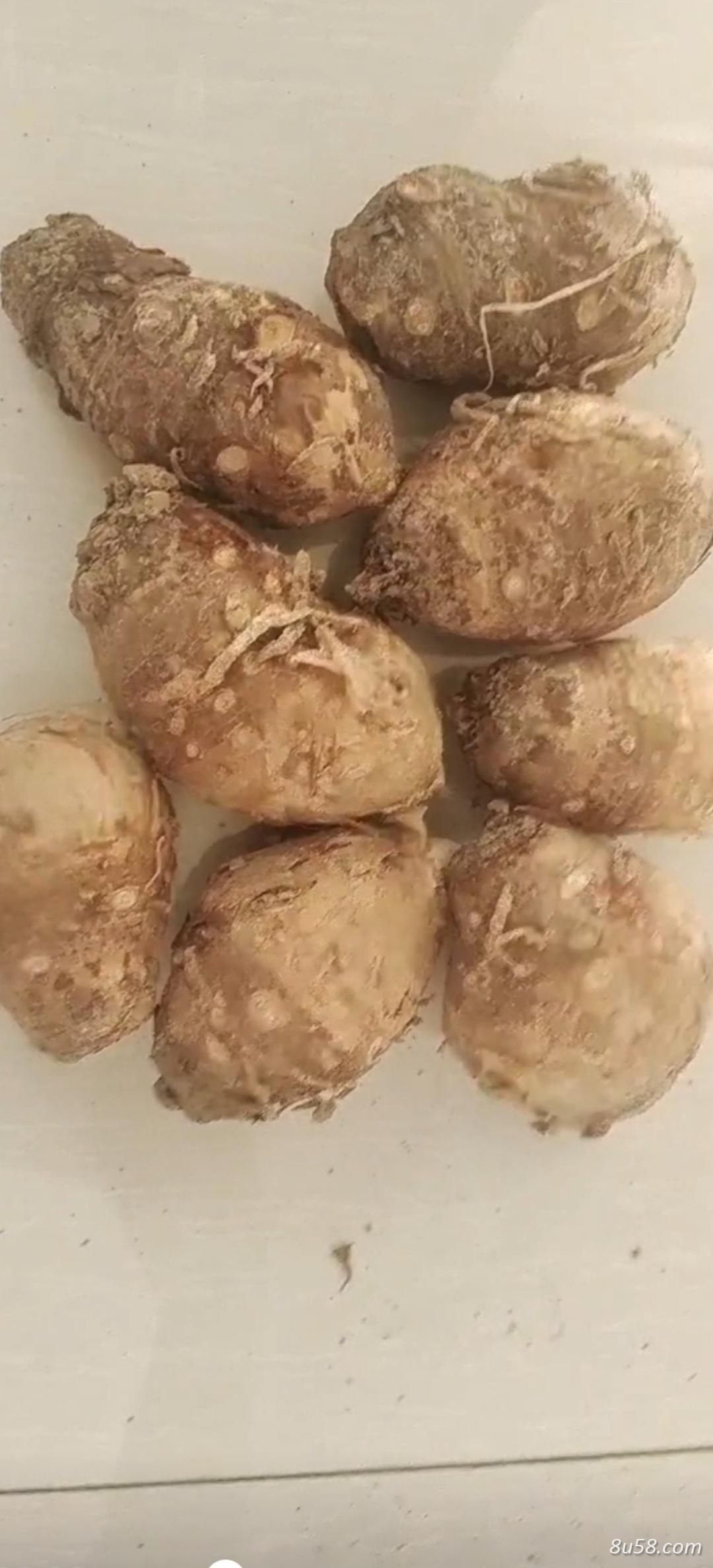 出售多年生独角莲（丁毒豆）