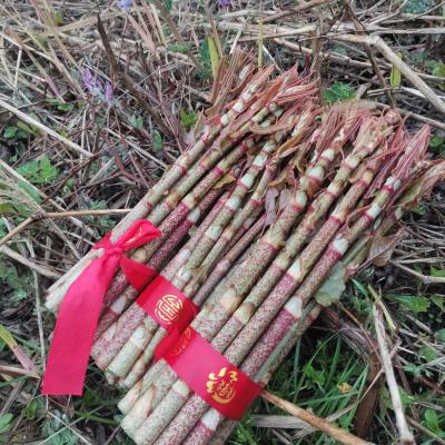虎杖笋酸筒杆