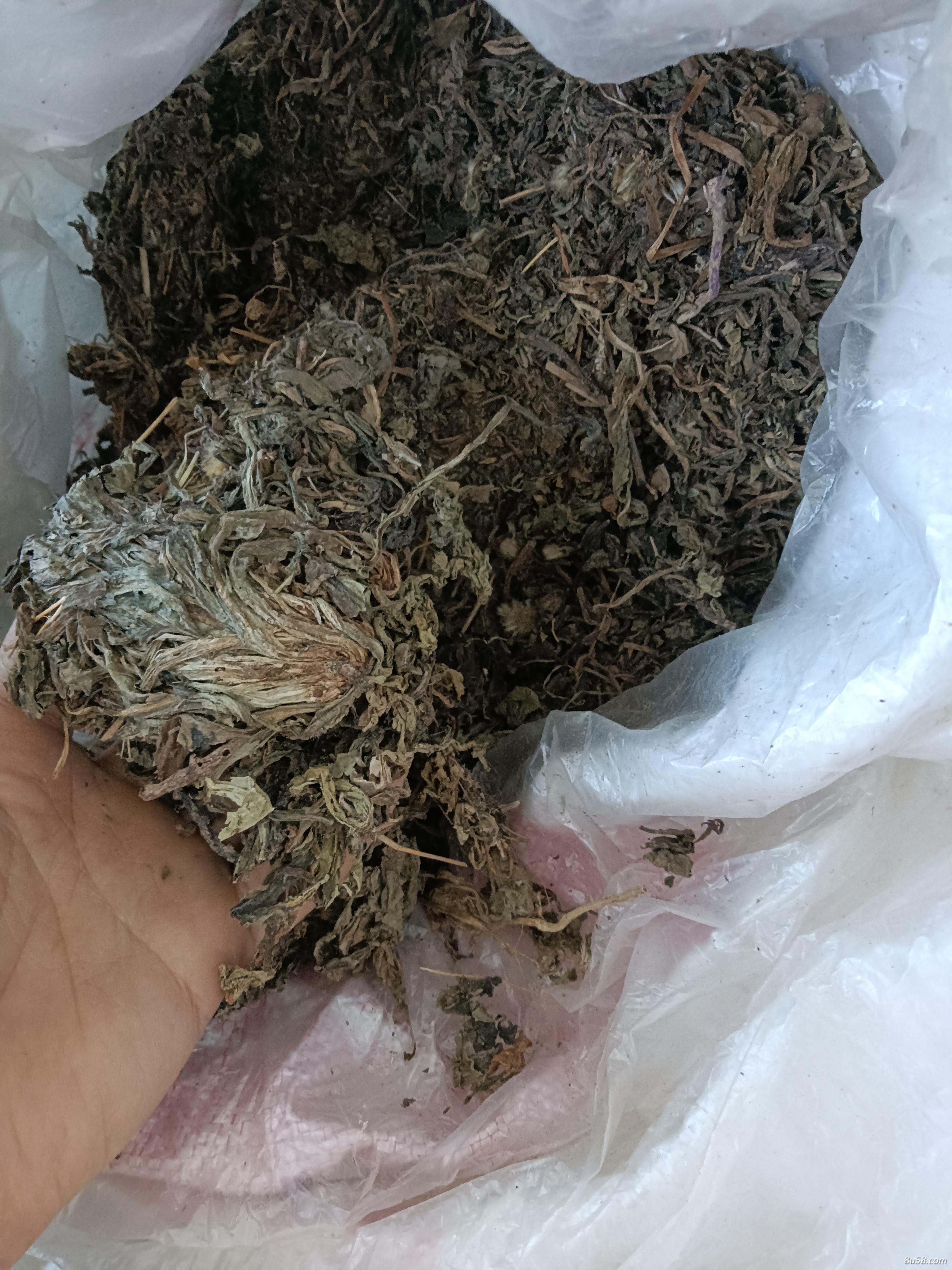 野生蒲公英干品批发零售