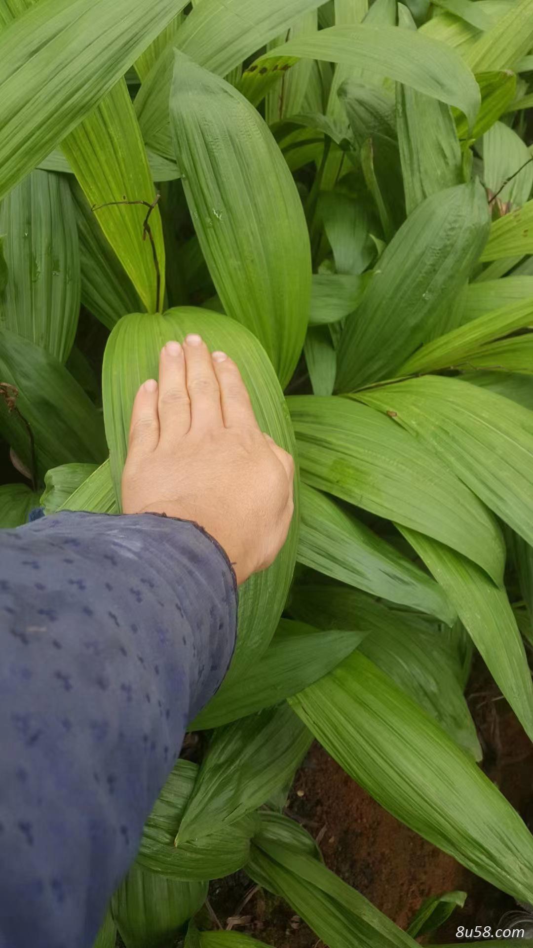 紫花三叉宽叶两年苗