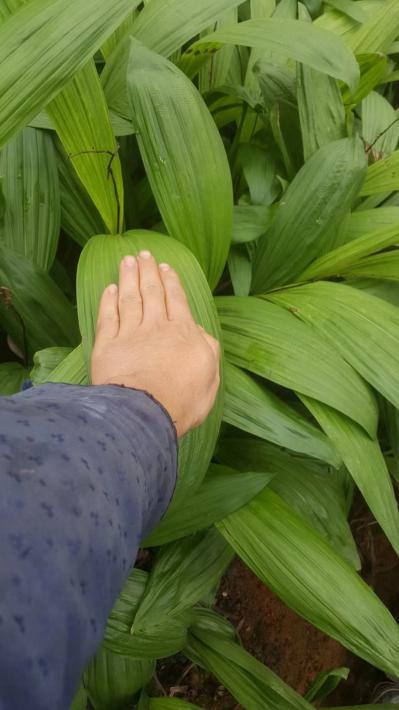 紫花三叉宽叶两年苗