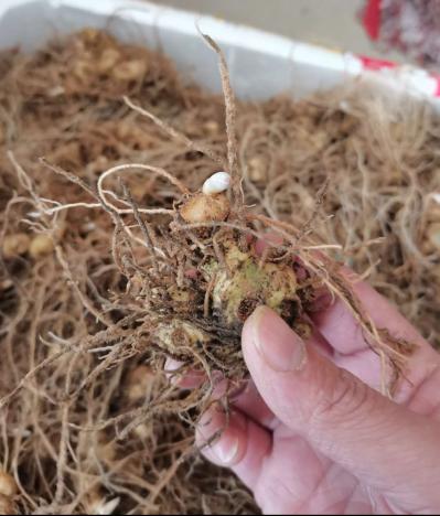 黄精种苗 多花姜型黄精种苗基地直供