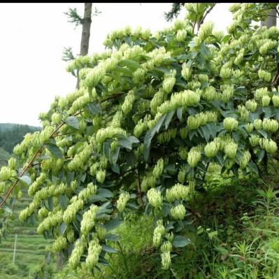 湘蕾金银花种苗 金银花种苗