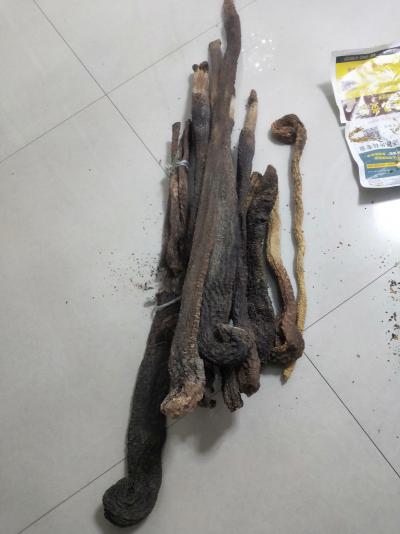 出售阿拉善肉苁蓉