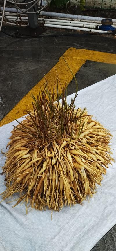 天冬