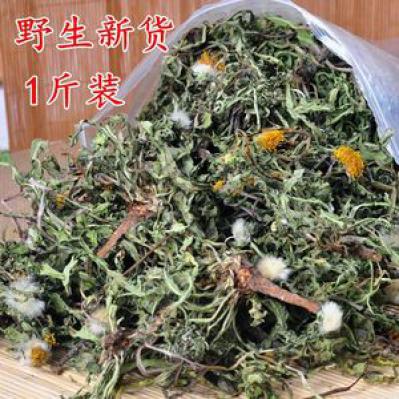 野生蒲公英