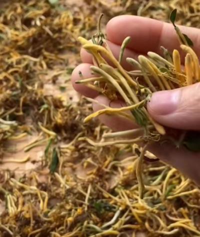 优质金银花药材
