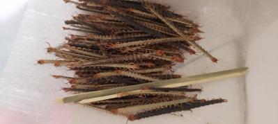 大量野生蜈蚣求收购商
