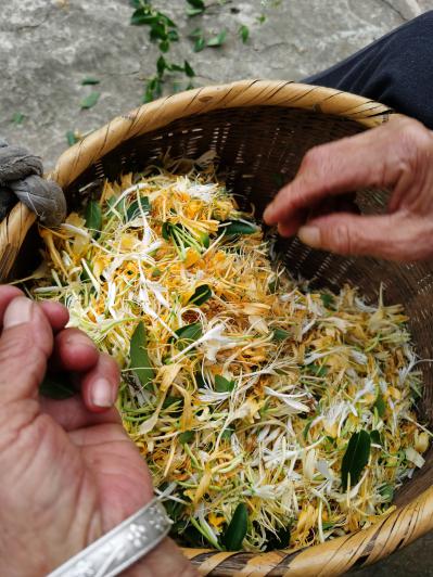 金银花供货