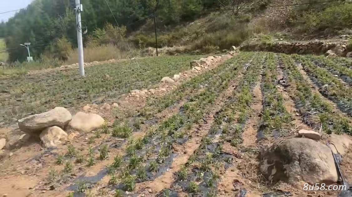 出售野生培育北苍术，纯朱砂点，一年、二年生均有售，欢迎咨询！