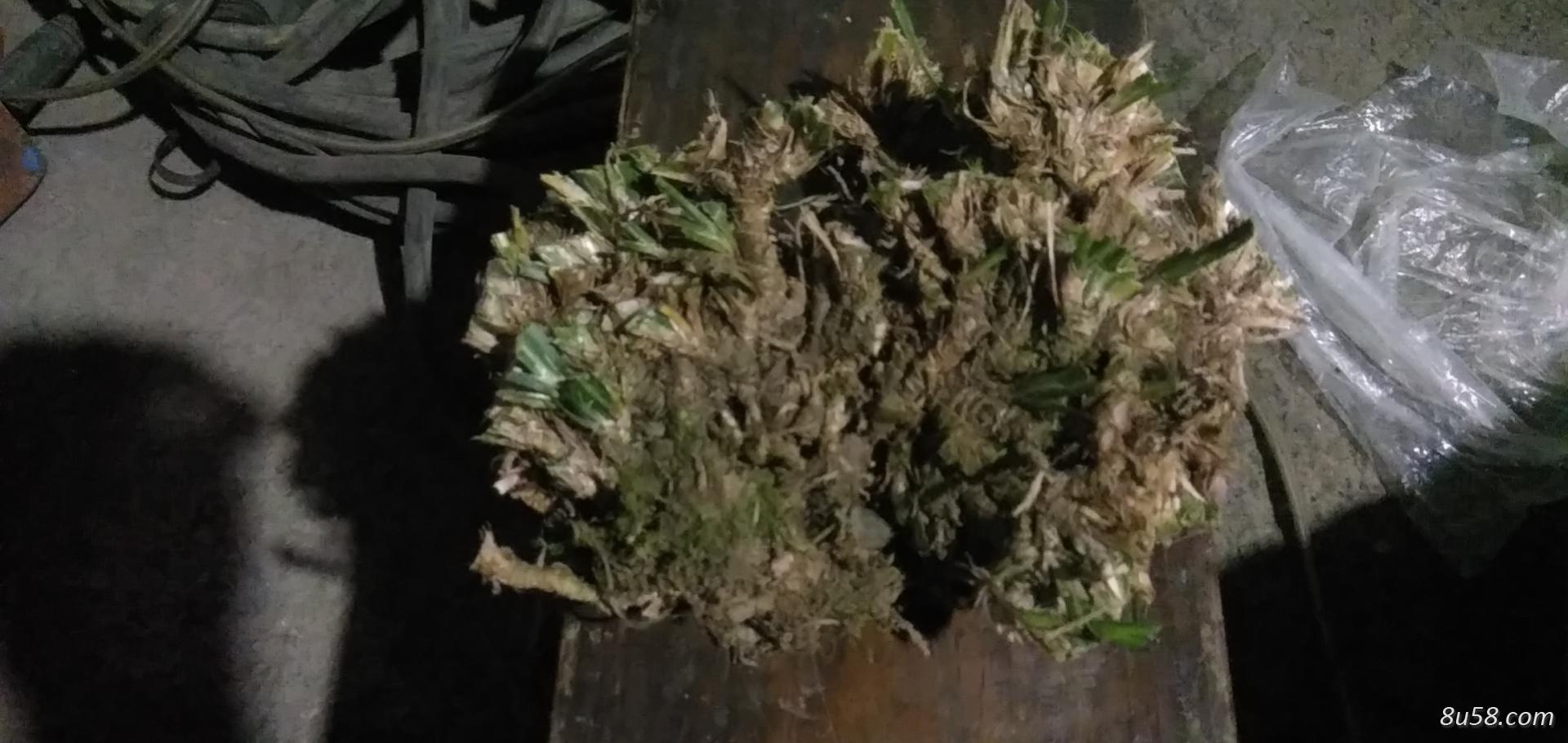 野生石菖蒲