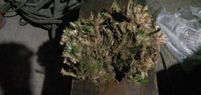 野生石菖蒲
