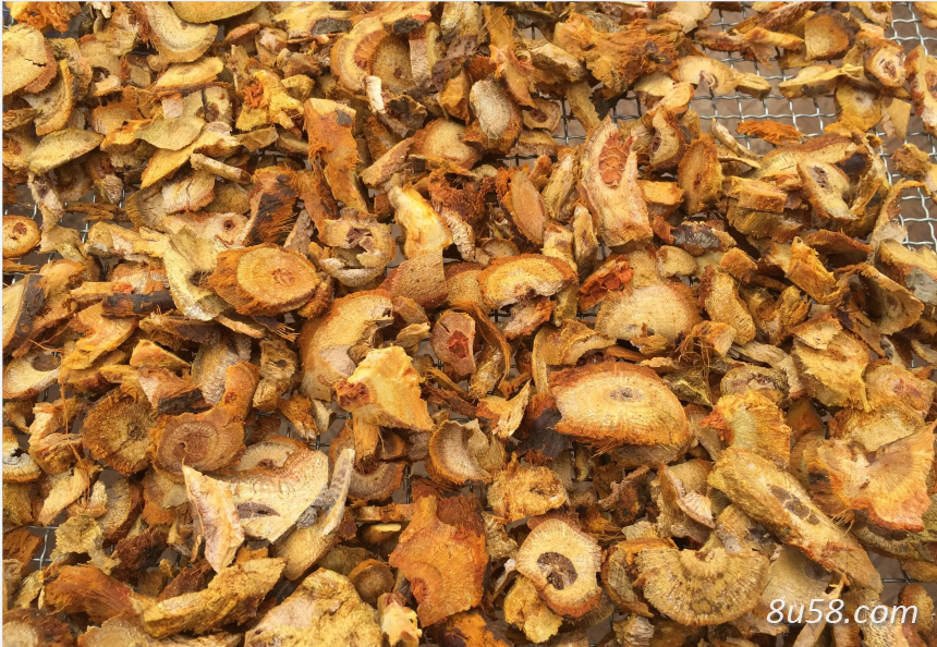 大量供应虎杖等