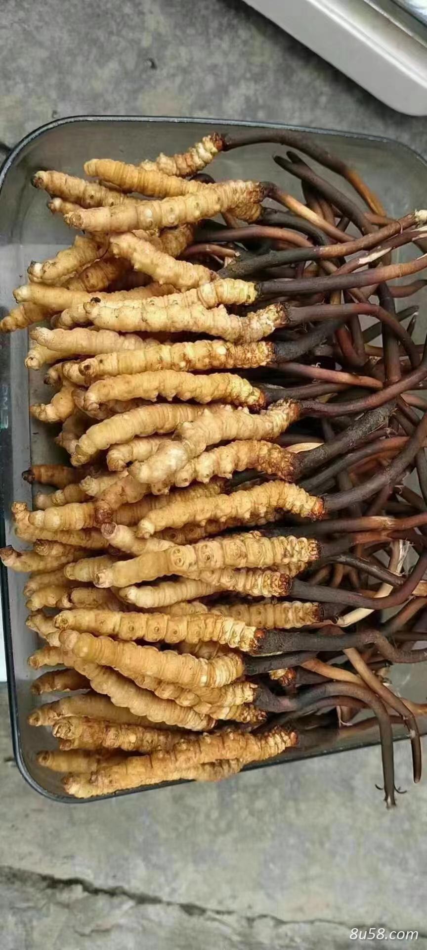 长期批发，冬虫夏草，纯野生，货真价实