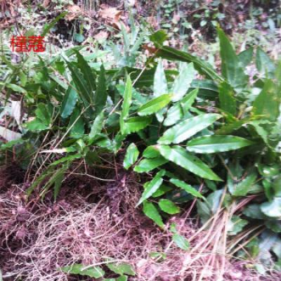 淫羊藿供应